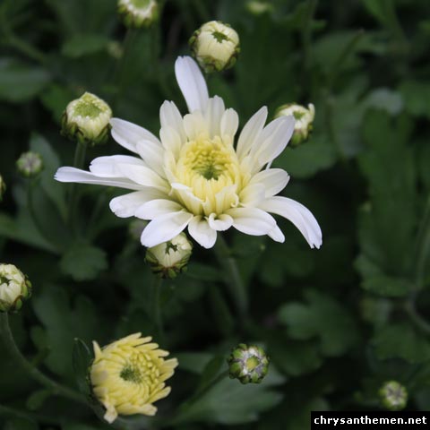 chrysanthemen chrysanthemen