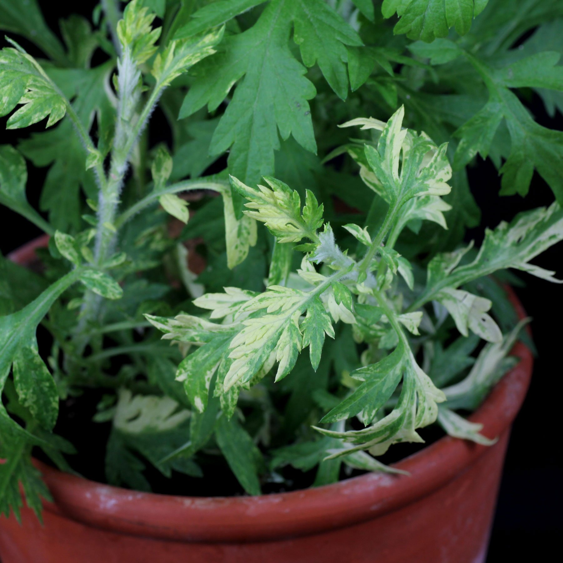 Artemisia vulgaris Variegata