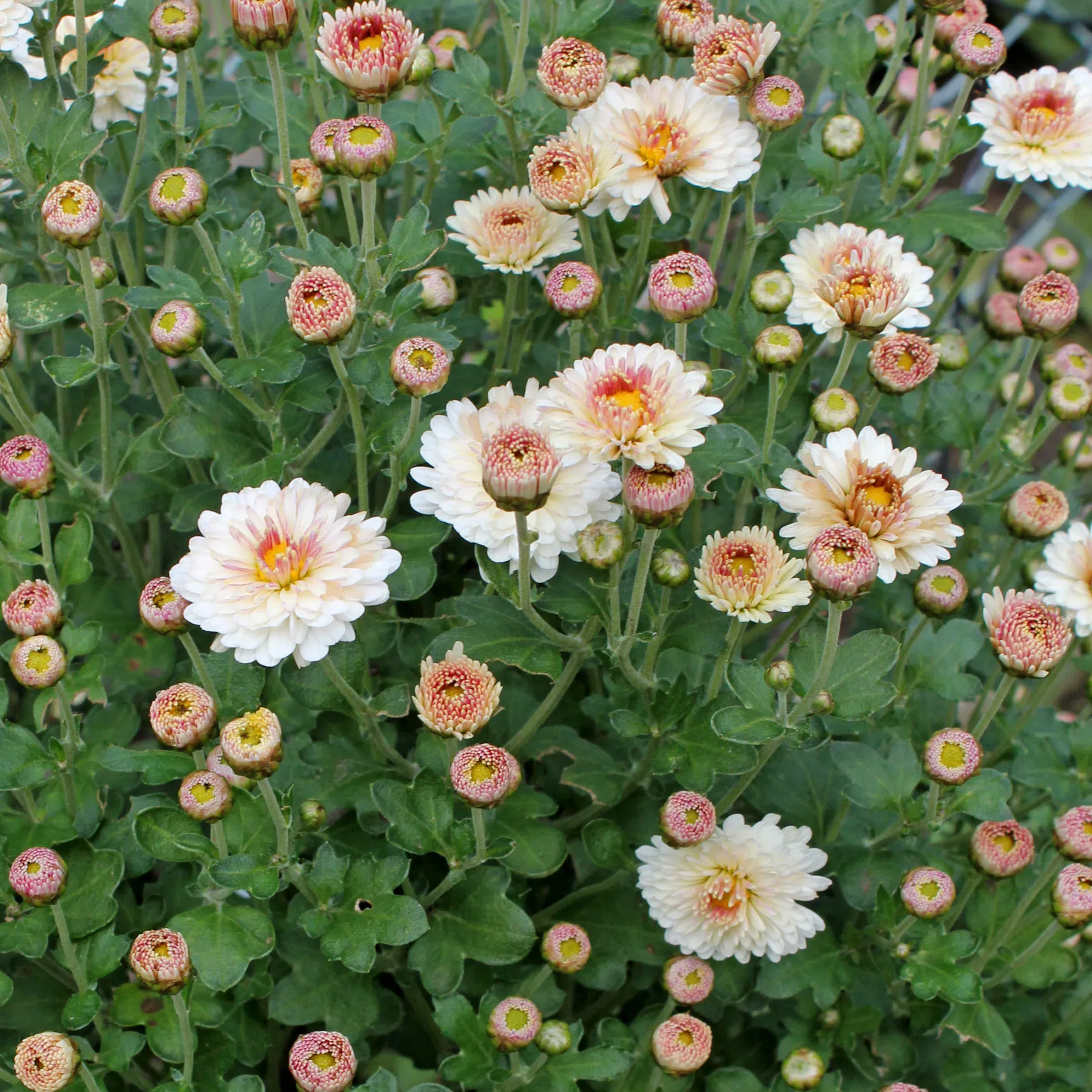 Chrysanthemum × indicum Julia