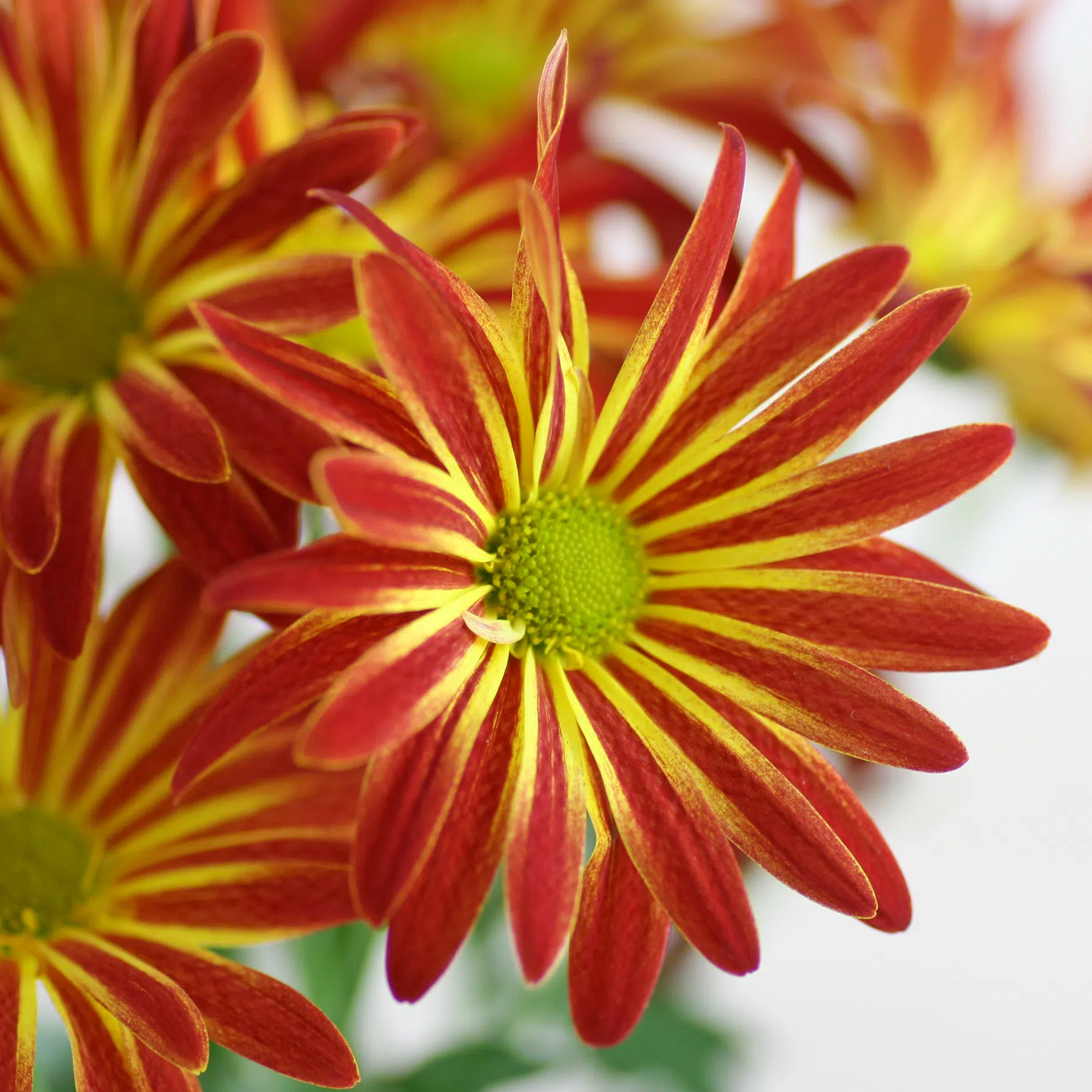 Chrysanthemum × indicum