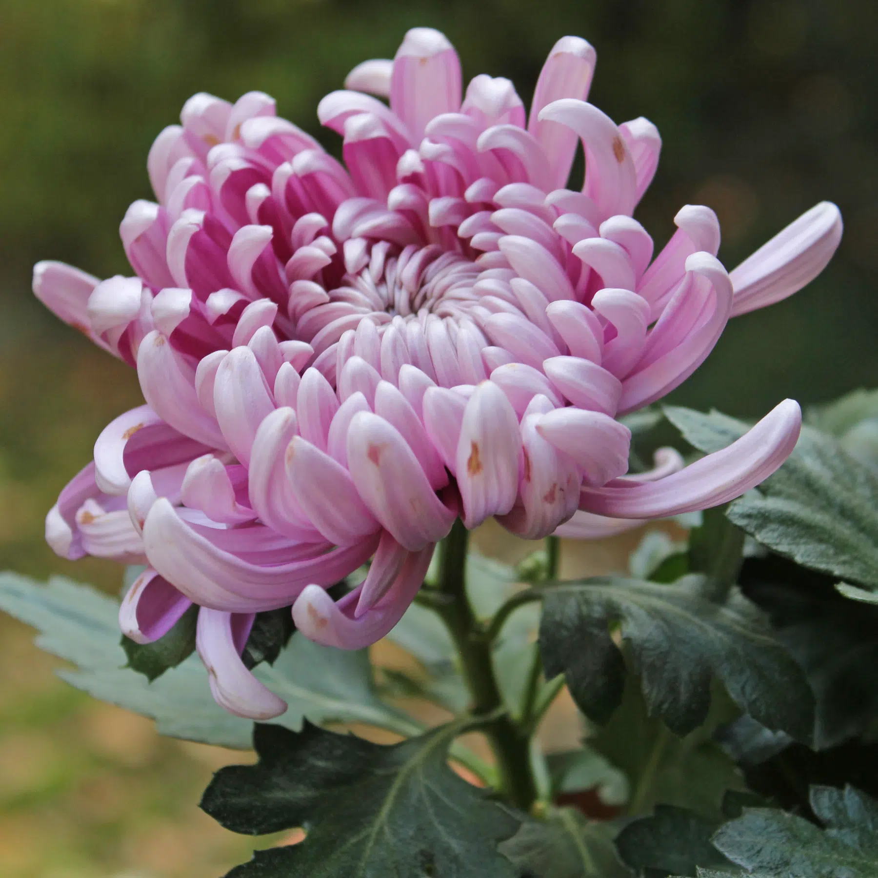 Deko-Chrysantheme rosa